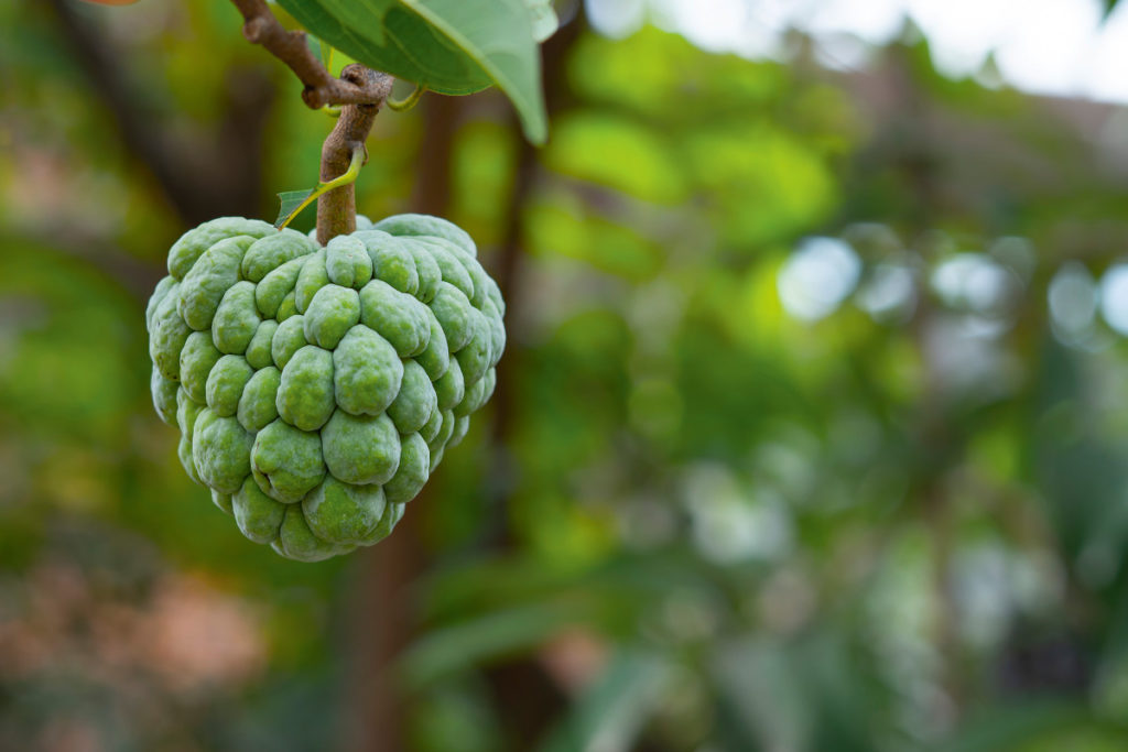 Cherimoya – oder auch »Ice Cream Fruit« © Shutterstock