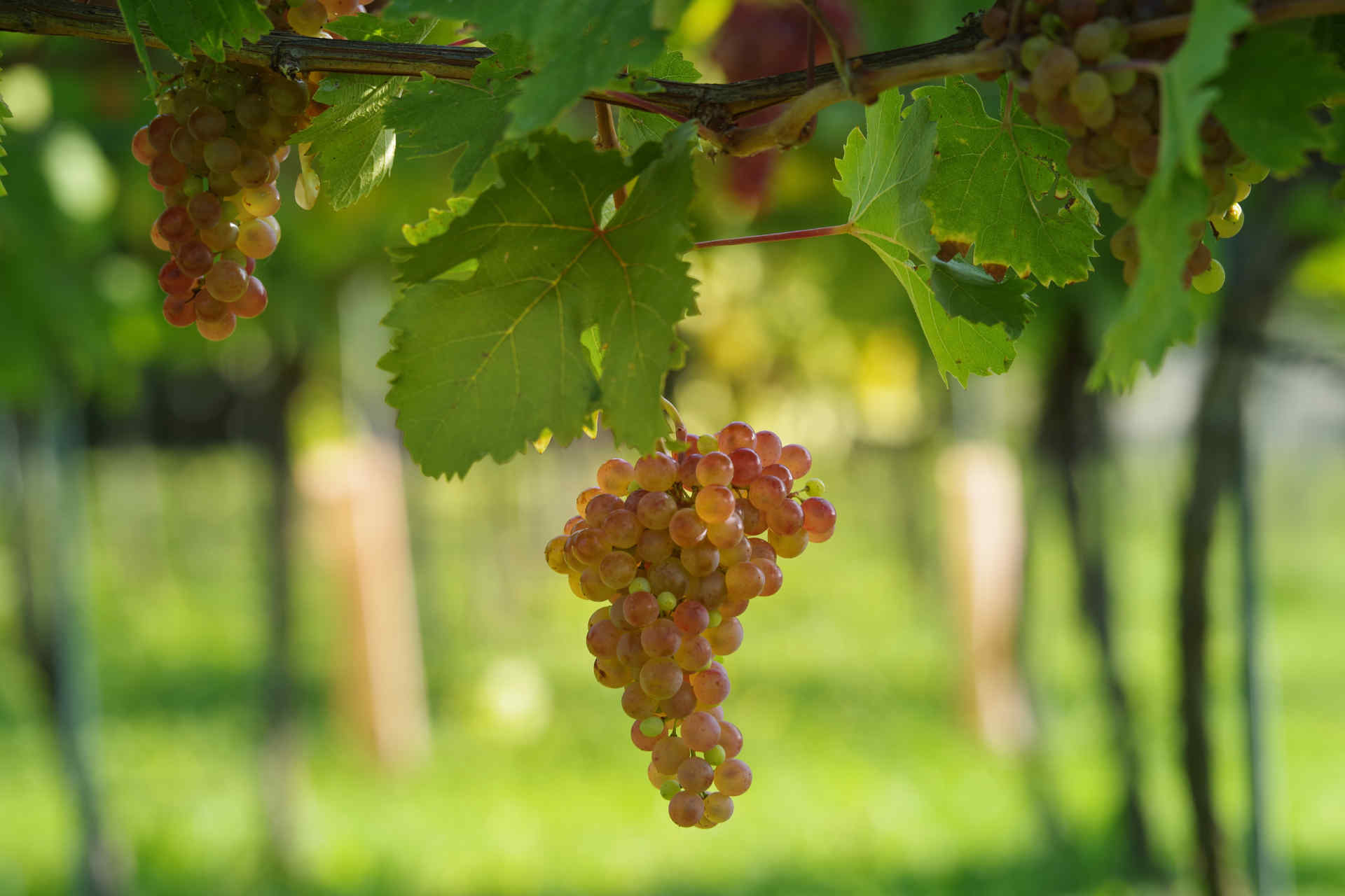 Die Beeren des Roten Veltliners sind grüngelb bis fleischrot gefärbt, dickschalig und ungleich reifend. © ÖWM/WSNA