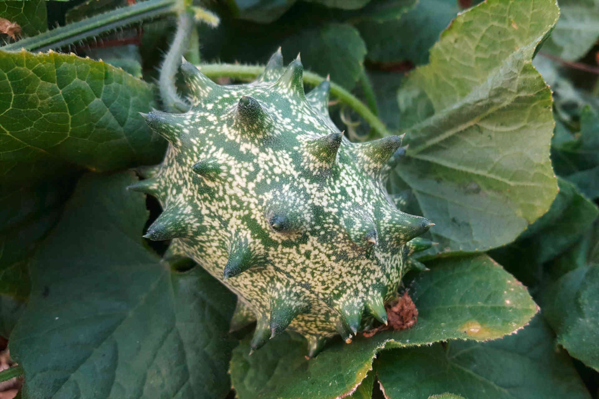 Die Kiwano wird auch Hornmelone genannt. © Shutterstock