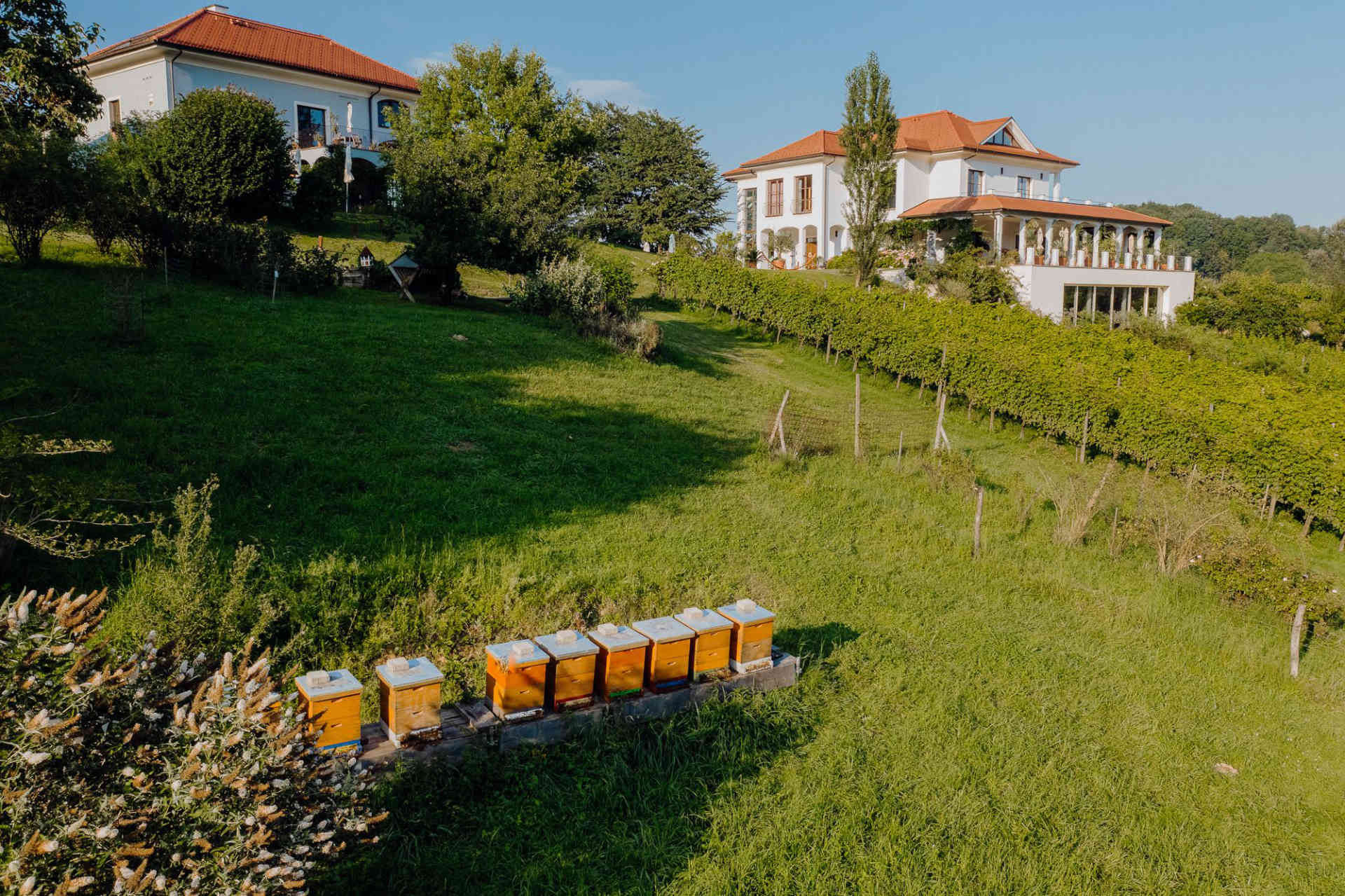 Das Weingut Hirschmugl liegt in der Südsteiermark. © Herzblut Fotografie