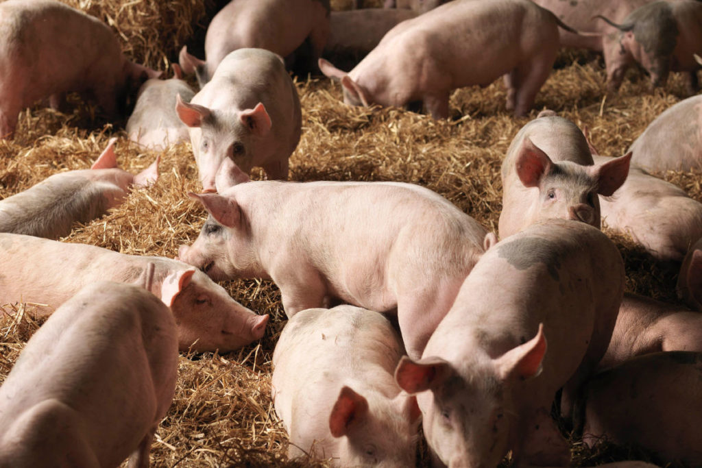 Kröswang arbeitet heimischen und familiär geführten Landwirt:innen zusammen. © Kröswang