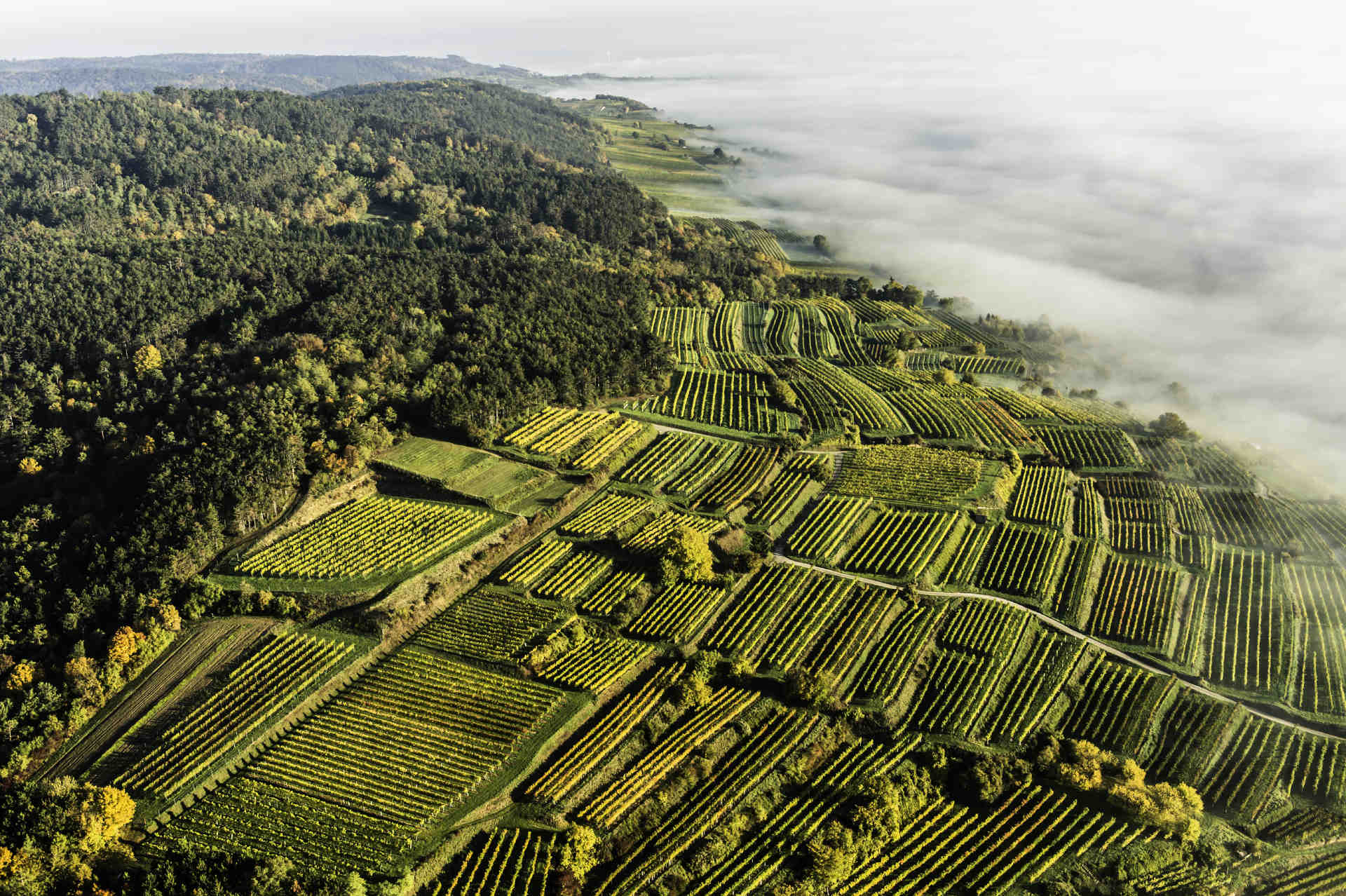 Die Ried Berg im Traisental.© Robert Herbst