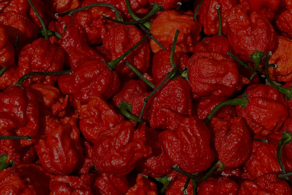 Die schärfste Chili der Welt: Carolina Reaper. © Anyasez / Pexels