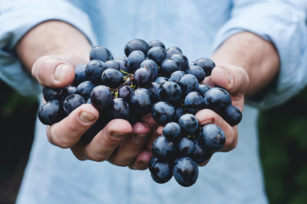 Wein: Die EU ist weltweit führend bei Erzeugung, Verbrauch und Export. © Maja Petric/Unsplash
