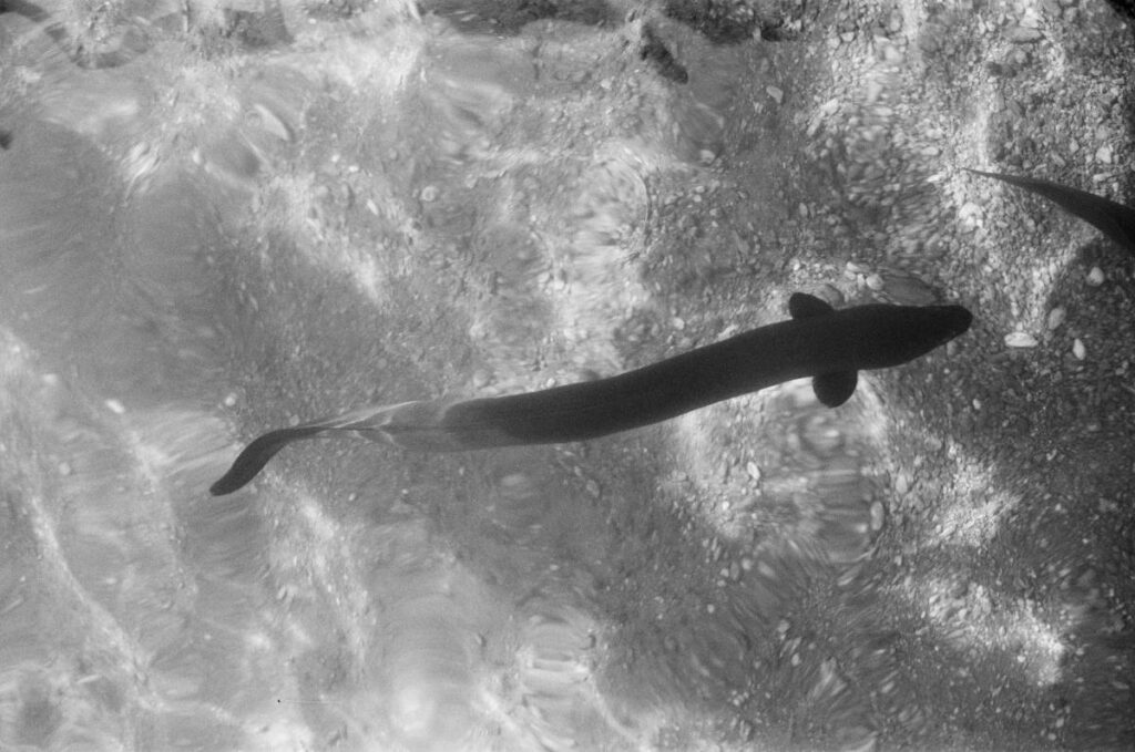 Die Aalblase stammt aus der Schwimmblase von Aalen. © Pexels / Paul Campbell