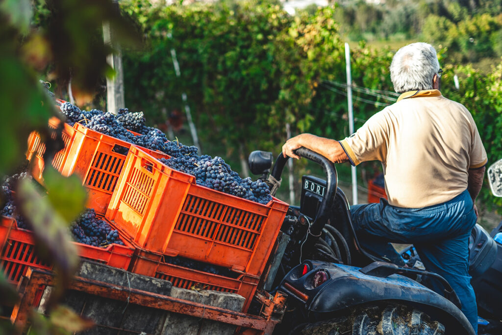 Weinbauern müssen dieses Jahr eine geringere Ernte in Kauf nehmen. © Andrea Cairone/Unsplash