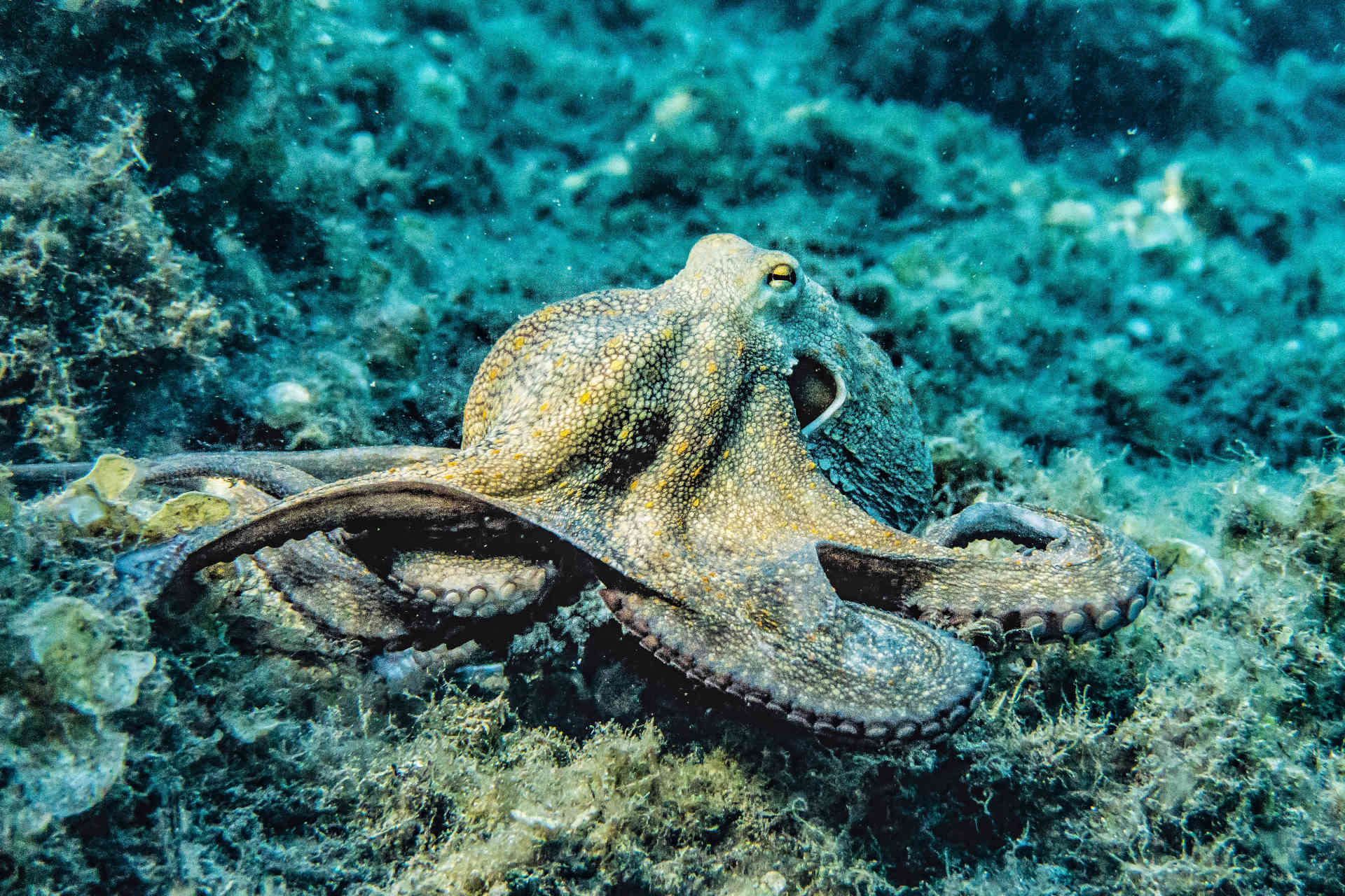 Der australische Octopus djinda wurde von der Wissenschaft erst 2021 als neue Spezies klassifiziert. © Pexels / Pia B