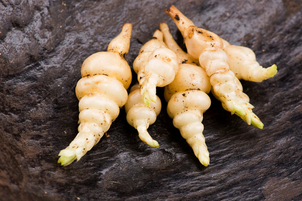 Knollen-Ziest © Shutterstock