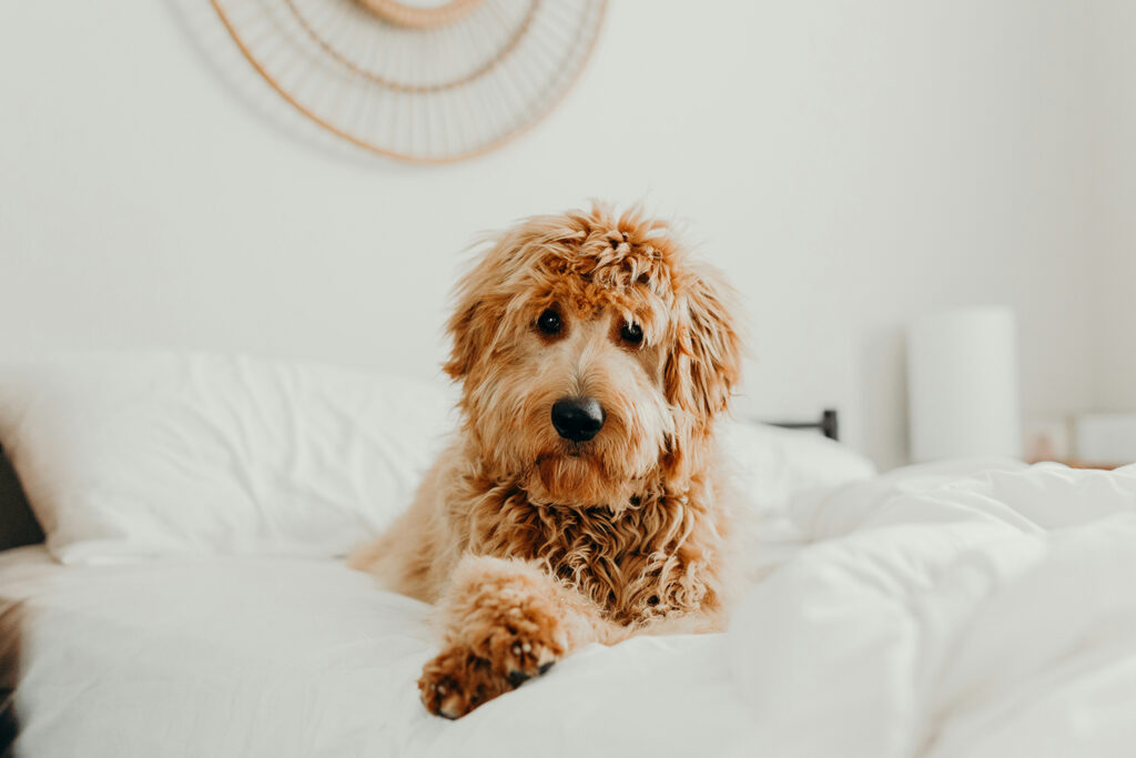 Die Nase eines geschulten Bettwanzenspürhundes ist viel präziser, als unsere Augen es jemals sein können. © Brooke Cagle/Unsplash