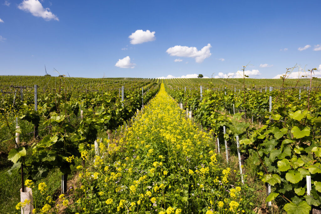 Bio Weingarten in Carnuntum © Anna Stöcher